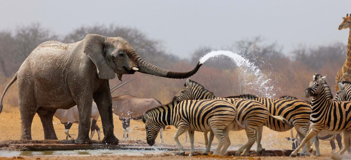 Safeguard Your Safari: Witnessing Elephant and Zebra Interaction While Prioritising Travel Vaccinations at North Harrow Pharmacy & Travel Clinic