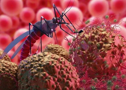 Image of a Mosquito: Potential Carrier of Malaria and Other Diseases