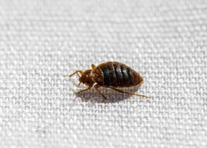 Close-up image of a common bed bug (Cimex lectularius) on a mattress