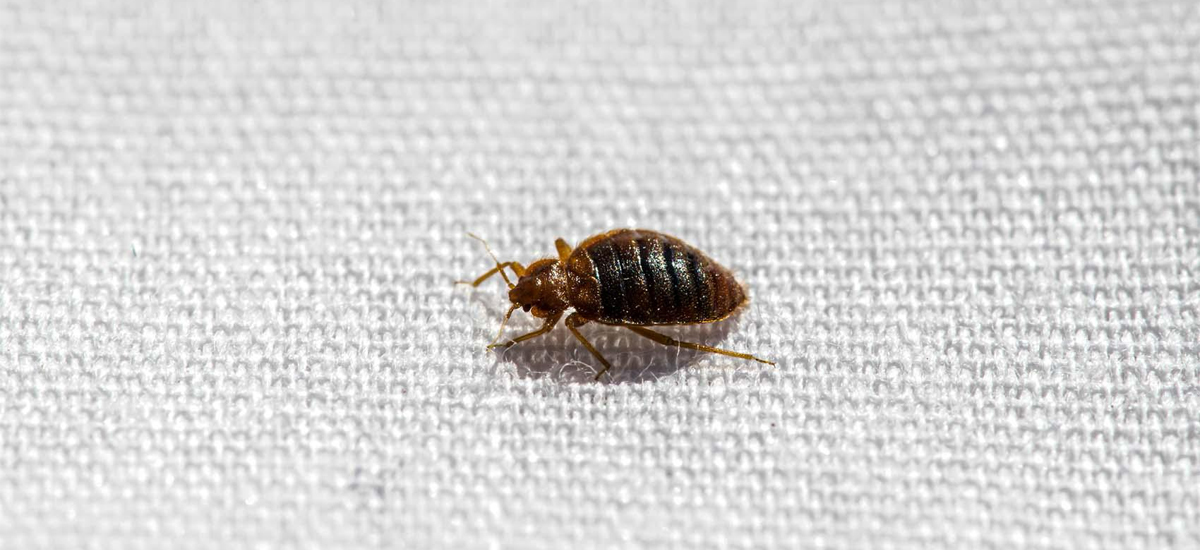 Close-up image of a common bed bug (Cimex lectularius) on a mattress