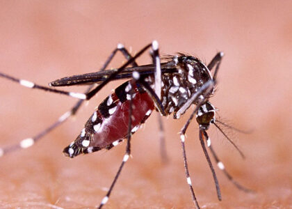 dengue fever vaccine harrow 2 doses