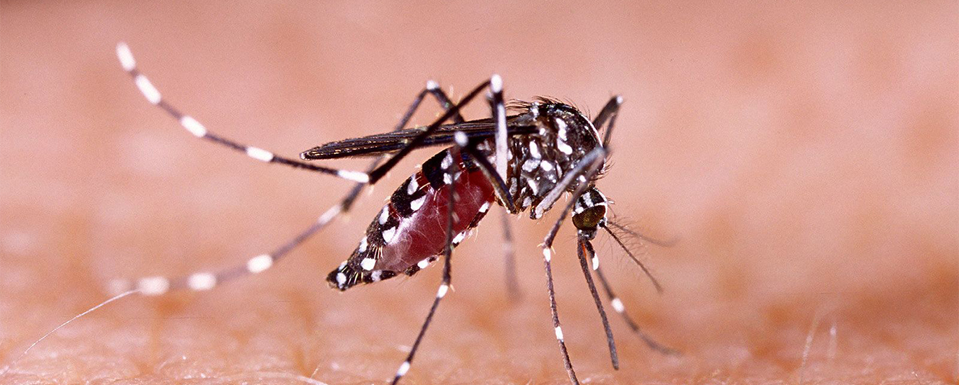 dengue fever vaccine harrow 2 doses